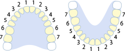 上顎14本・下顎14本