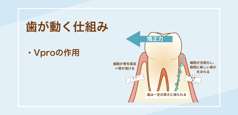 歯が動く仕組み