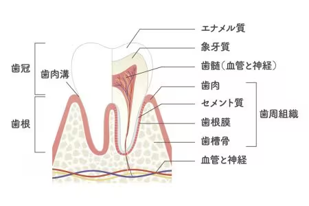 歯の構造